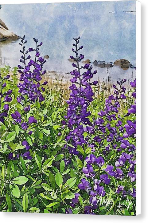 Pretty Lupine by the Sea - Canvas Print