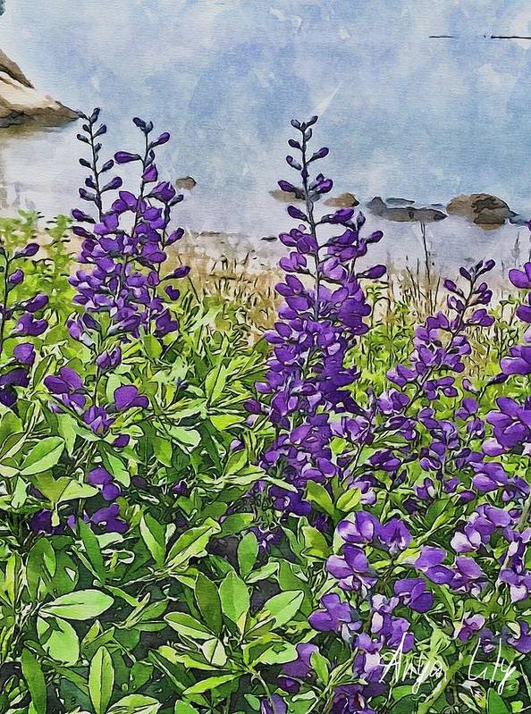 Pretty Lupine by the Sea - Art Print