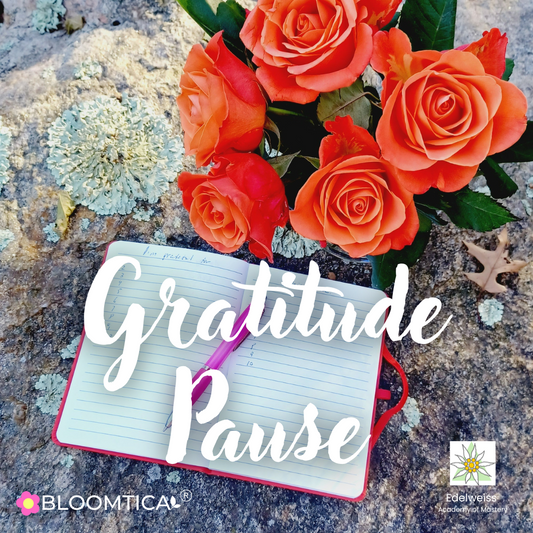 Gratitude Pause 11-24-24