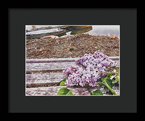 Lilacs - Framed Print