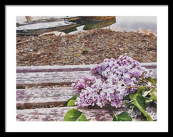 Lilacs - Framed Print