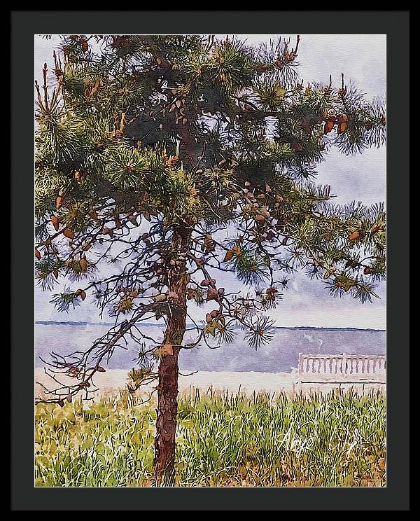 Pine by the sea - Framed Print