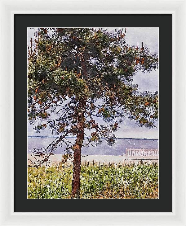 Pine by the sea - Framed Print