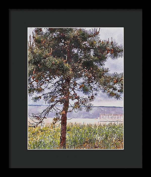 Pine by the sea - Framed Print