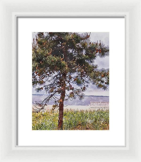 Pine by the sea - Framed Print