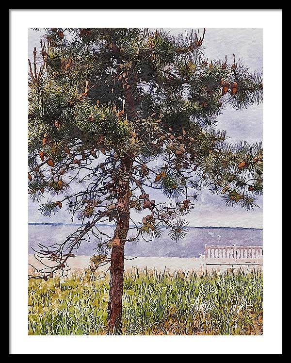 Pine by the sea - Framed Print