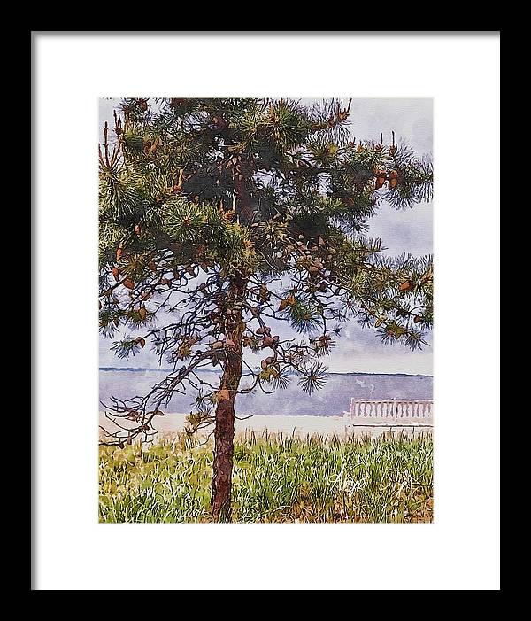 Pine by the sea - Framed Print