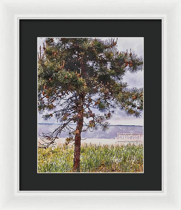 Pine by the sea - Framed Print