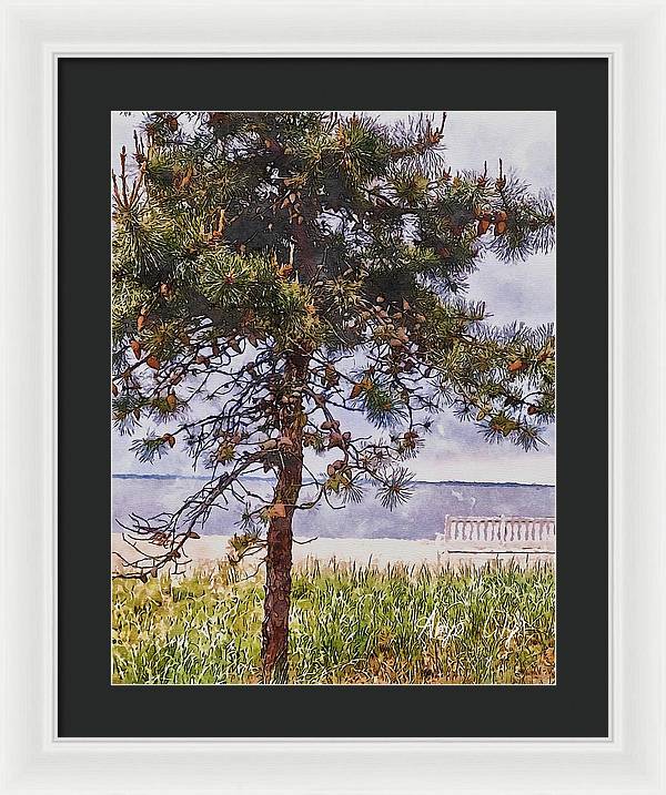 Pine by the sea - Framed Print