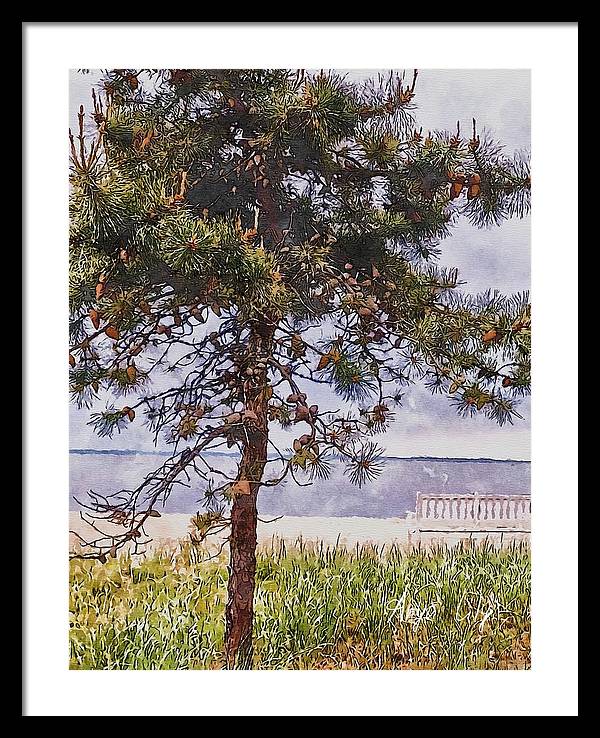 Pine by the sea - Framed Print