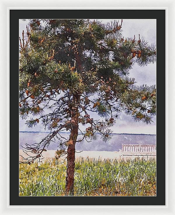 Pine by the sea - Framed Print