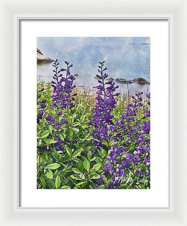 Pretty Lupine by the Sea - Framed Print