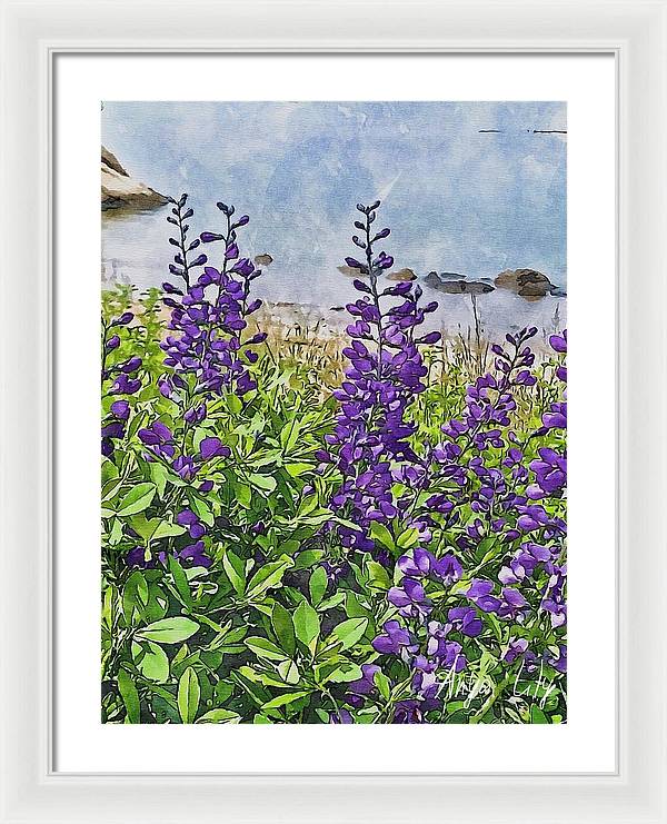 Pretty Lupine by the Sea - Framed Print