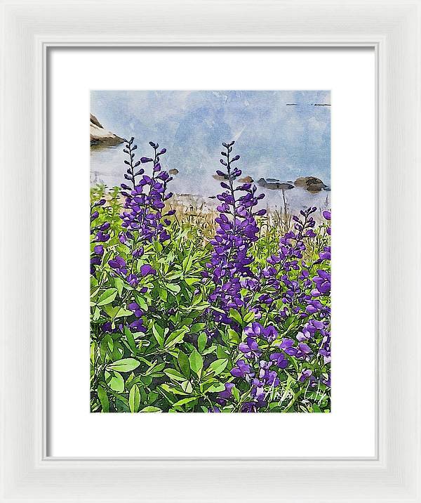 Pretty Lupine by the Sea - Framed Print