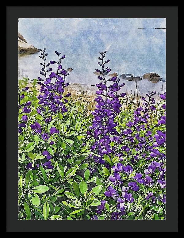 Pretty Lupine by the Sea - Framed Print