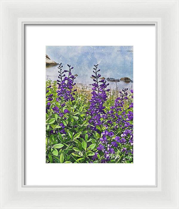 Pretty Lupine by the Sea - Framed Print