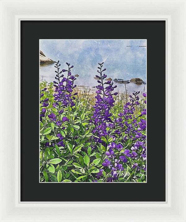 Pretty Lupine by the Sea - Framed Print