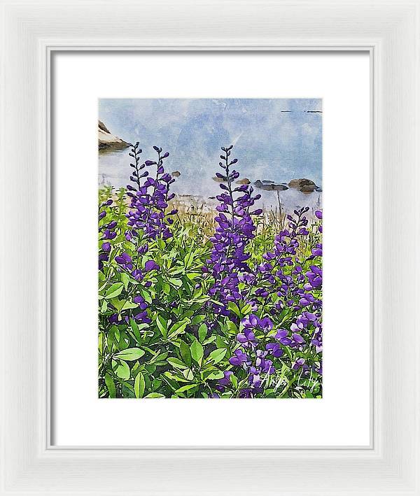 Pretty Lupine by the Sea - Framed Print