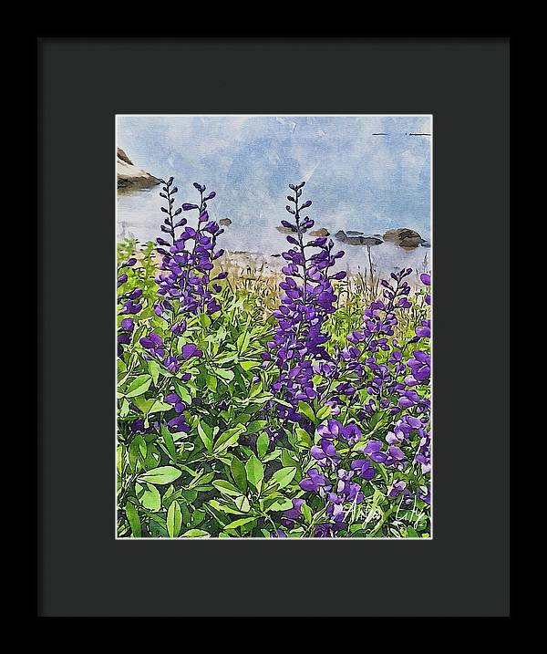 Pretty Lupine by the Sea - Framed Print