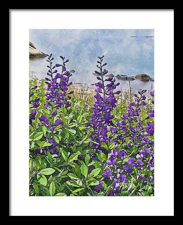 Pretty Lupine by the Sea - Framed Print